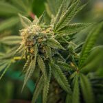 Czy medyczna marihuana zmienia podejście pacjentów do leczenia?