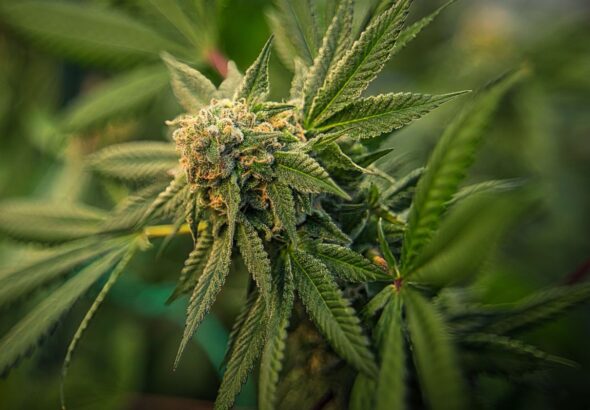 Czy medyczna marihuana zmienia podejście pacjentów do leczenia?