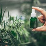 Co oznaczają procenty THC i CBD w opisach nasion?