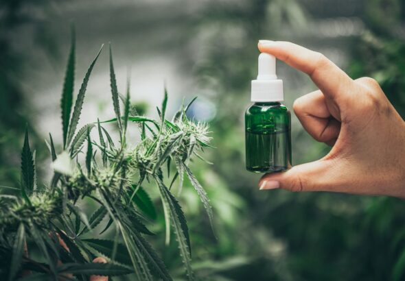 Co oznaczają procenty THC i CBD w opisach nasion?