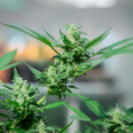 Historia marihuany – od starożytnych cywilizacji po czasy współczesne