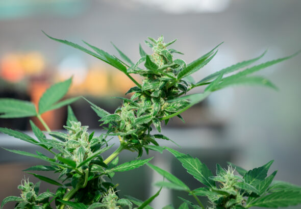 Historia marihuany – od starożytnych cywilizacji po czasy współczesne