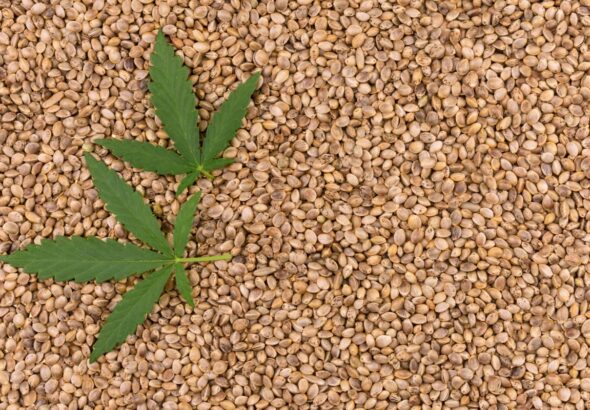 Dlaczego niektóre nasiona konopi są droższe od innych?